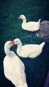 10480999_10202520302709445_6134107728955956176_n